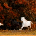 578236_10151656460590363_10150129592505363_24233510_1288000613_n