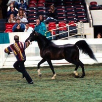 Simeon Shai with handler Ron Palelek